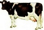 корова